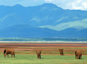 Tanzania, elephant, savanna